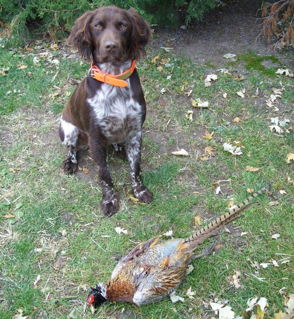 a Munsterlander pointer and a rooster pheasant