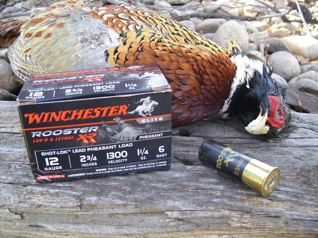 a rooster pheasant and a box of winchester rooster ammo