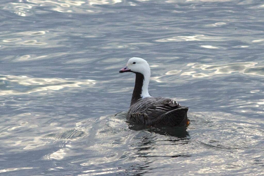 Emperor geese floating in water