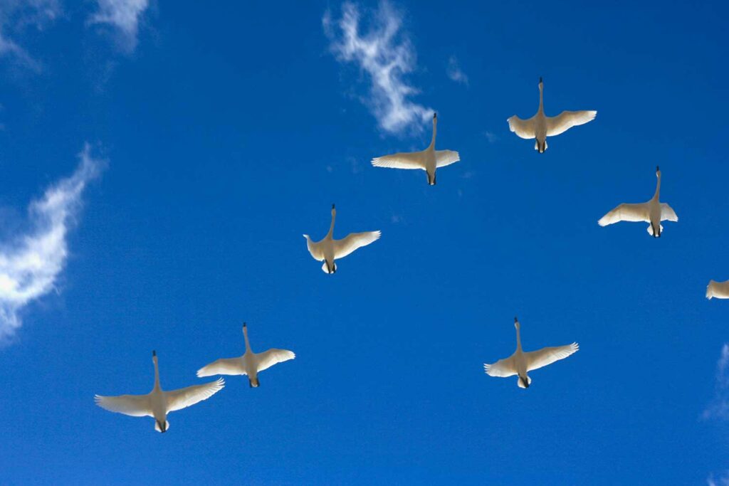 A flock of tundra swans flying overhead.