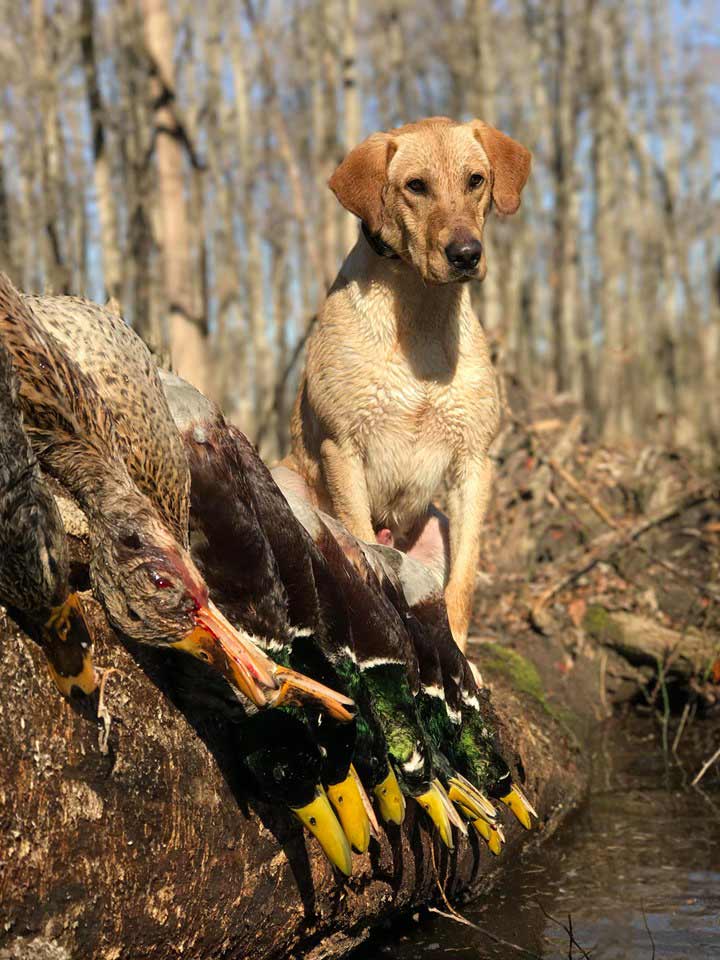a hunting dog with waterfowl