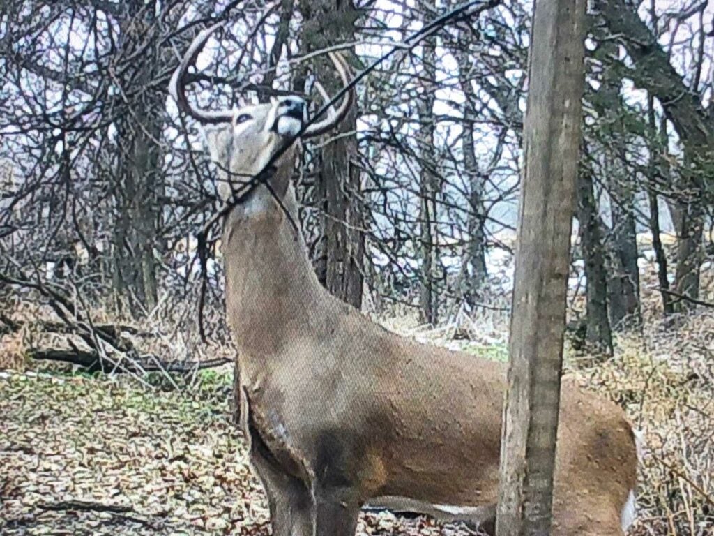 a whitetail buck near a licking branch and mock scrape