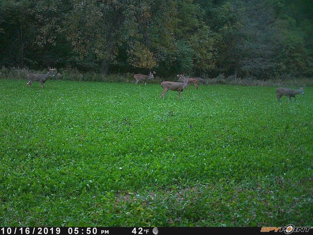 a trail camera image of deer in a food plot.