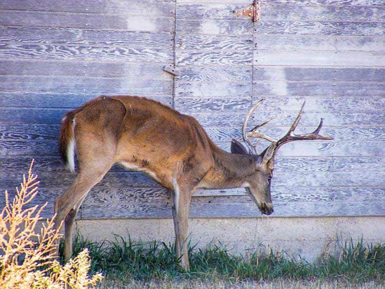 A Kansas buck showing symptoms of chronic wasting disease.