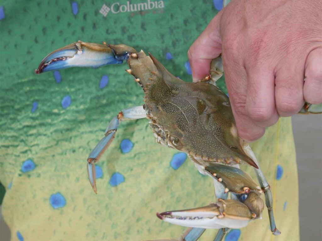 a blue crab being held by an angler