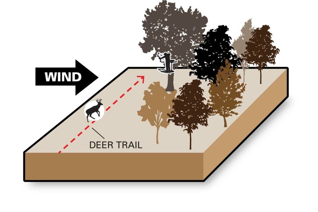 illustration of wind on a deer trail.