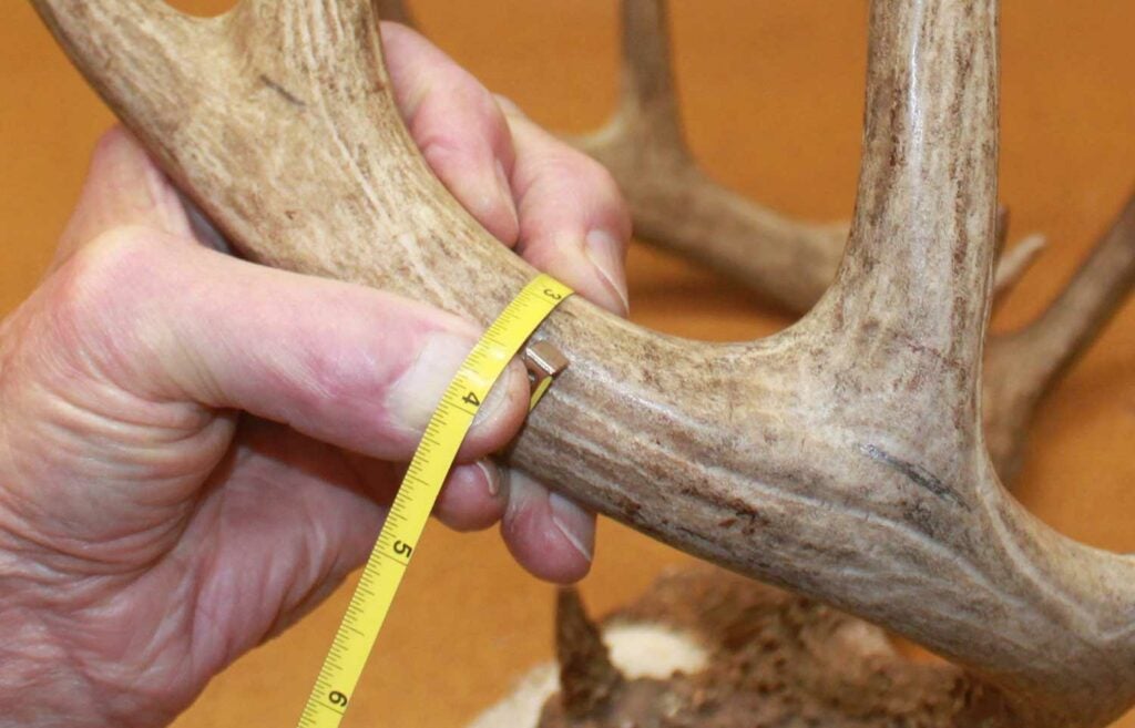 Measuring the circumference of deer antlers.