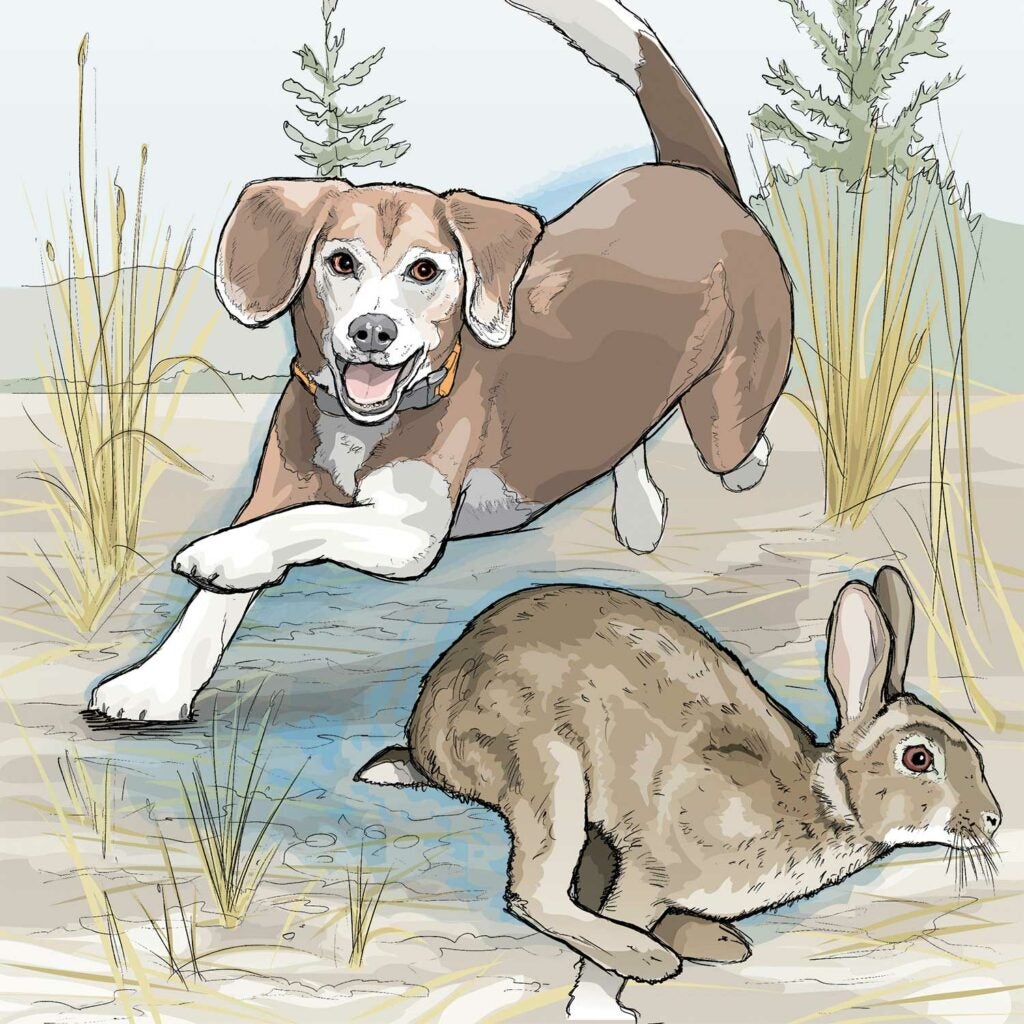 Illustration of a beagle chasing a rabbit.
