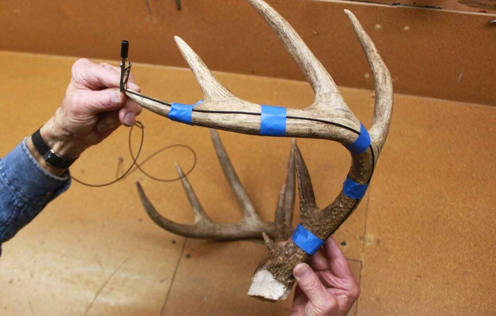 Measuring the main beam of deer antlers.