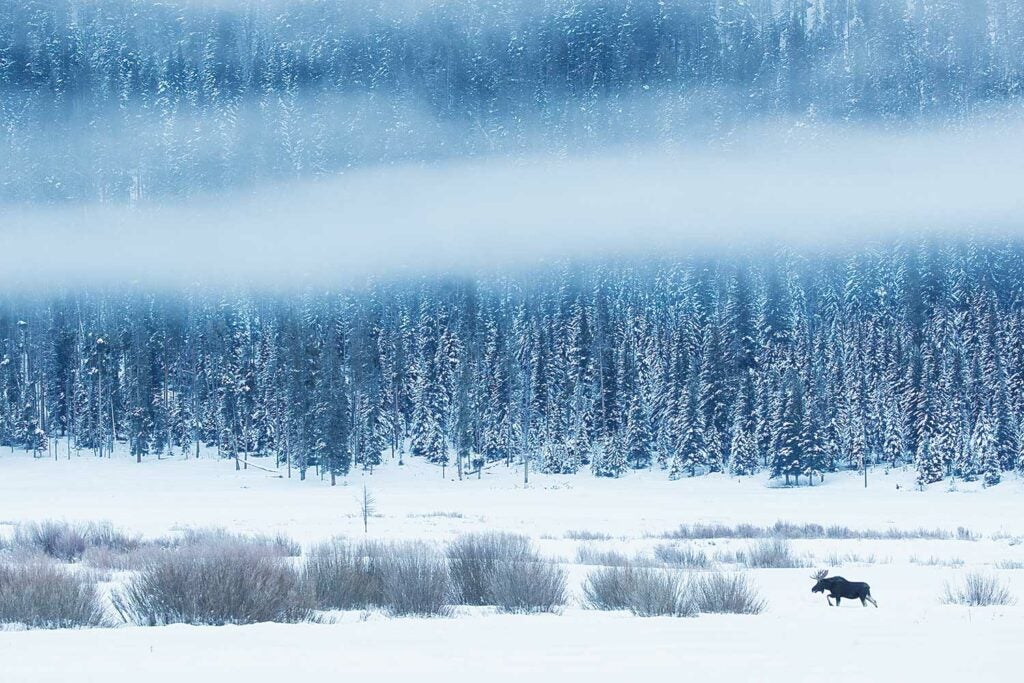 A bull moose wades through a snow-swept drainage in Montana.