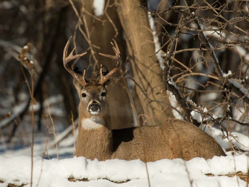 a buck bedding down in the snow.
