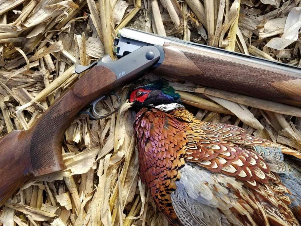 The author's Blaser F16 and a rooster pheasant.