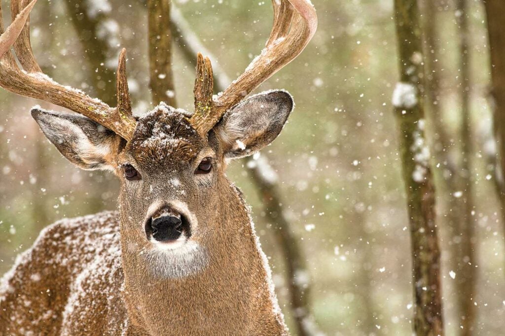 An Ontario buck slips back to its bedroom during a snowstorm.