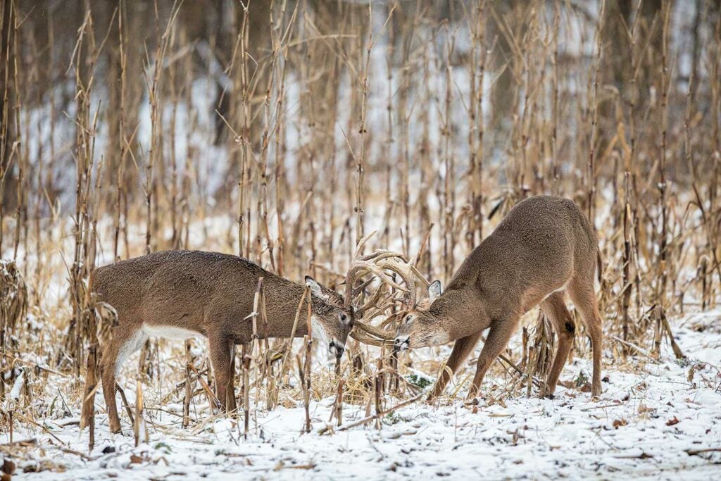 A pair of stud whitetails lock antlers in December
