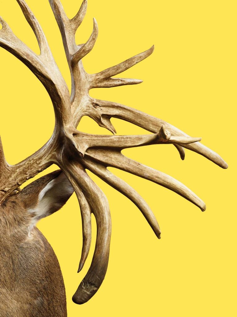 Closeup details of a world-record trophy whitetail deer antlers.