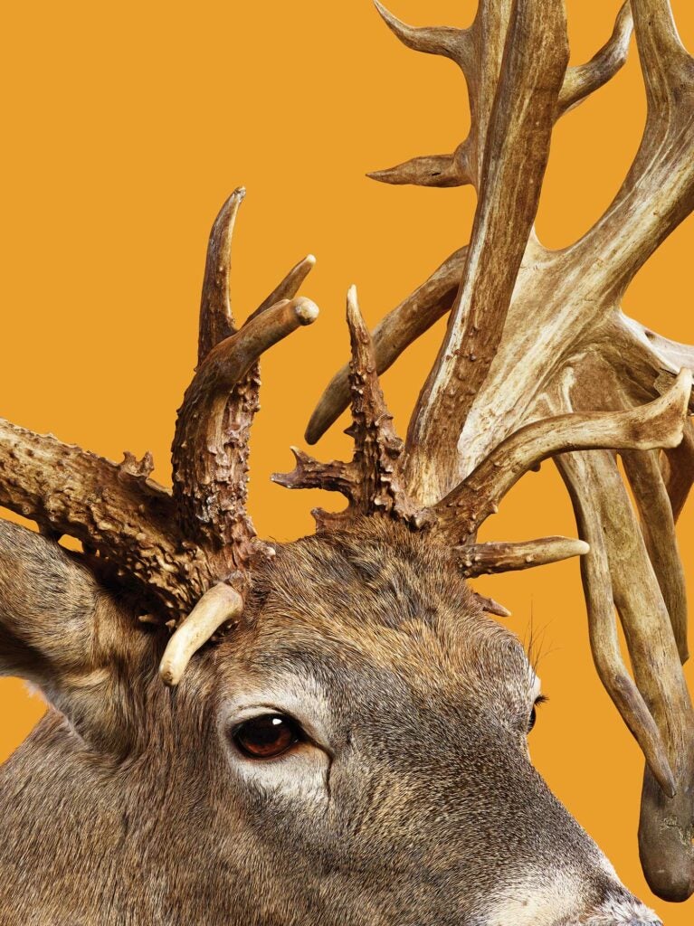 Closeup details of a world-record trophy whitetail deer antlers.