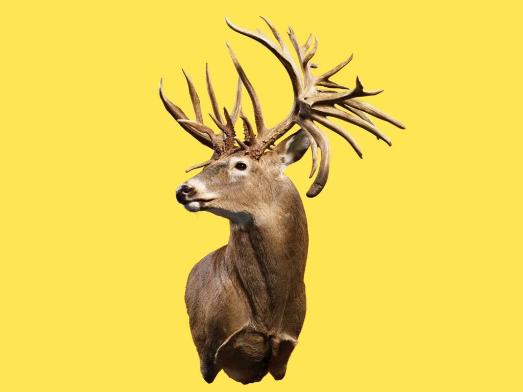 A world-record buck trophy on a yellow background.