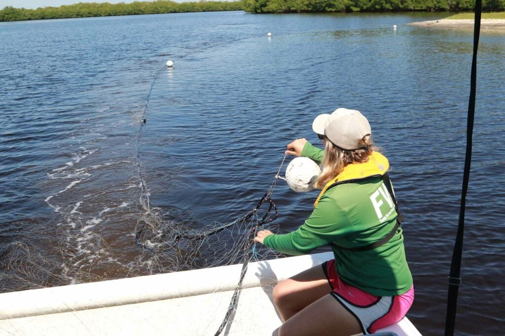 Gill nets placed around shallow estuary pockets is the primary collection method for sawfish sampling.