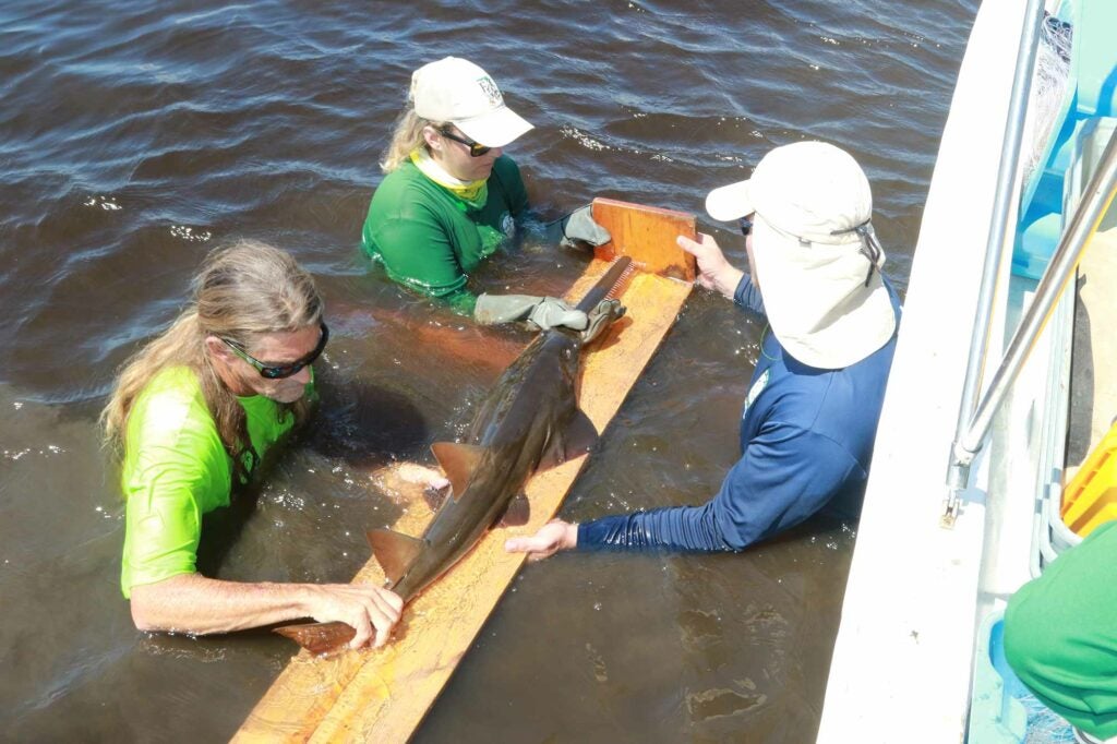 The FWRI team measures the sawfish’s overall length and rostrum (saw) length.