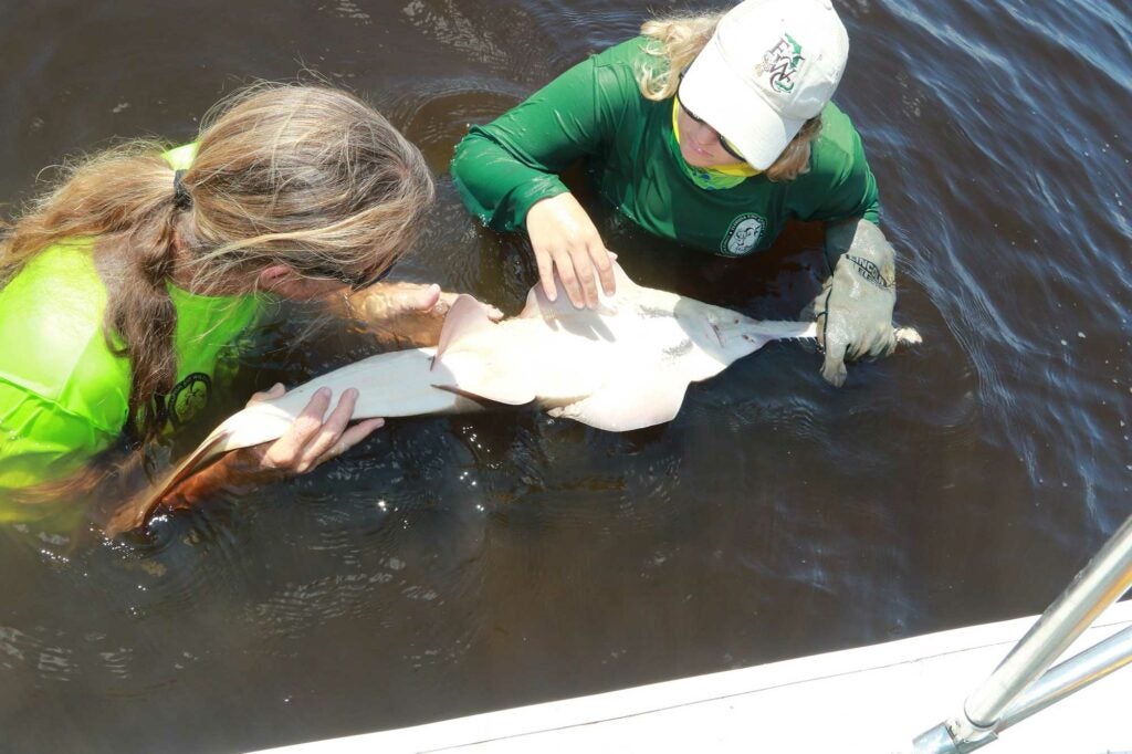 A captured sawfish gets a thorough top-to-bottom exam to check for parasites, injuries or scars.
