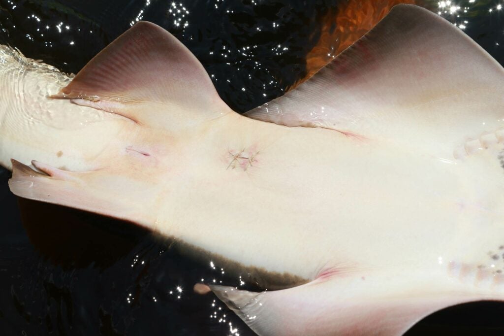 Sawfish over three feet get an acoustic tag surgically implanted just below their skin.