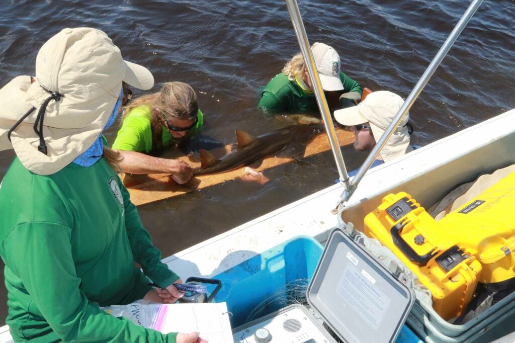 Team leader Rachel Scharer records sawfish measurements from her team’s exam.