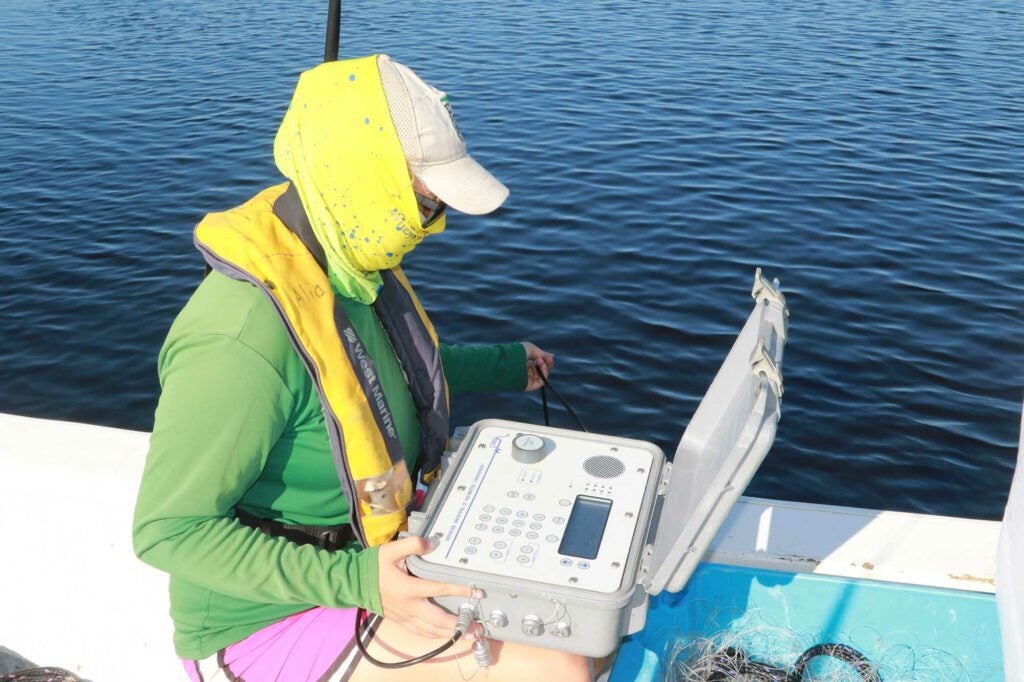 Alia Court uses an ultrasonic telemetry tracking receiver, known as a “Hydrophone” to listen for tagged sawfish.