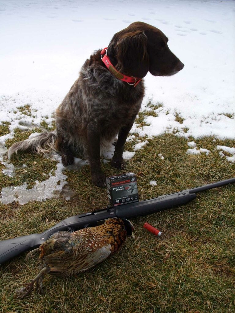 Hunting dog sitting beside a late-season pheasant.