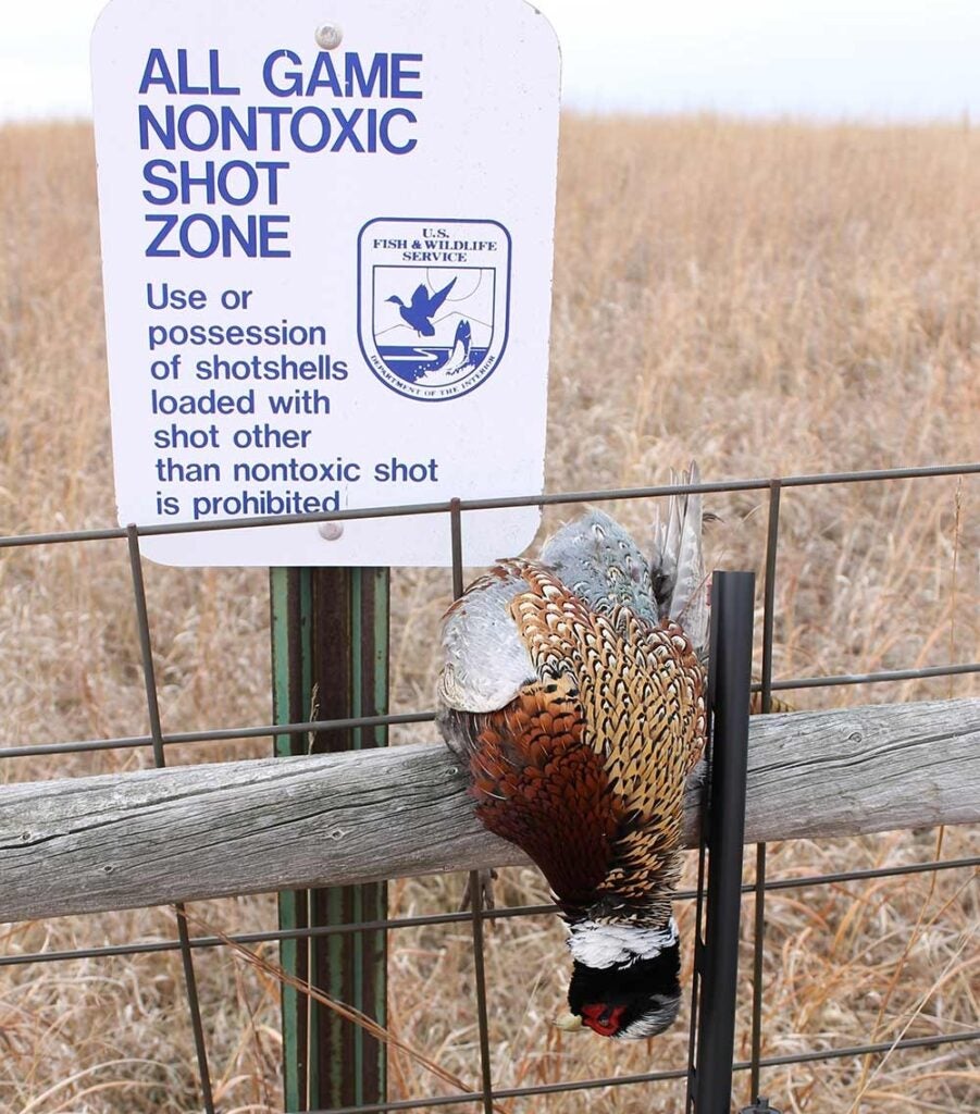 A pheasant hanging on a fence.