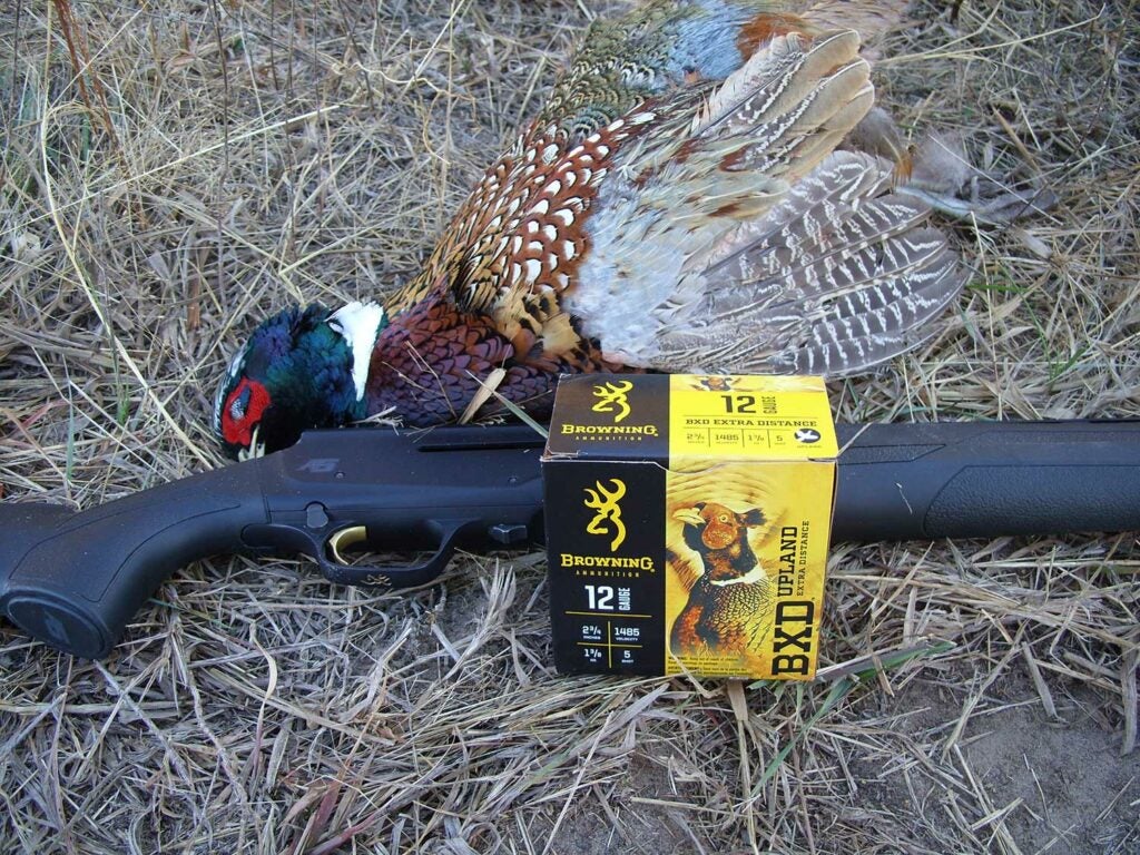Hunting ammo beside a late-season pheasant.