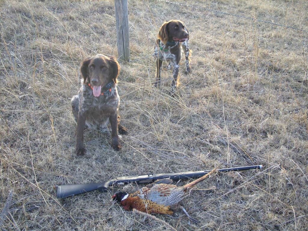 Two hunting dogs sitting next to a rifle and pheasant.