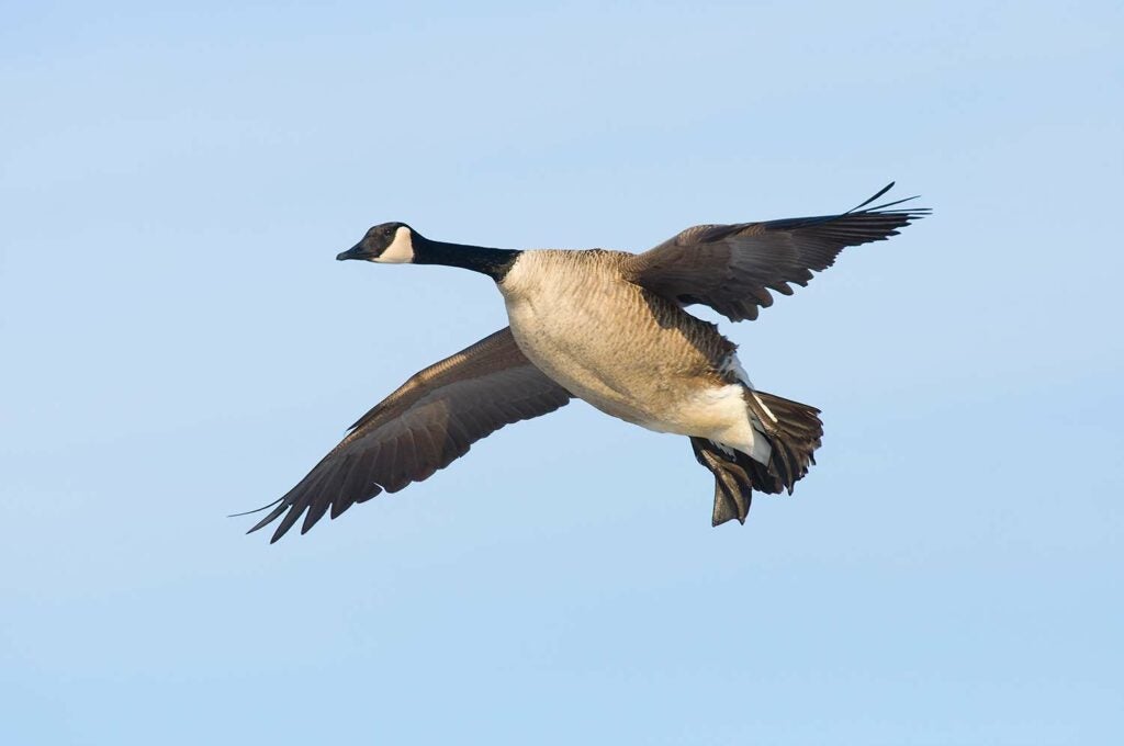 A single Canada goose drops into a late-season cornfield.