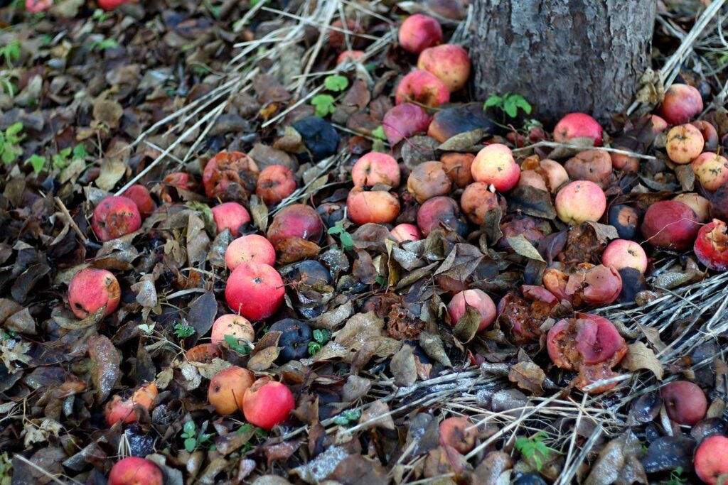 Leftover apples on the ground.