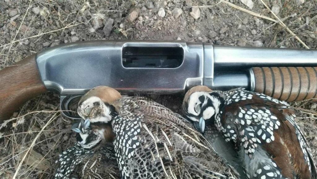 A Winchester Model `12 and two Mearns quail.