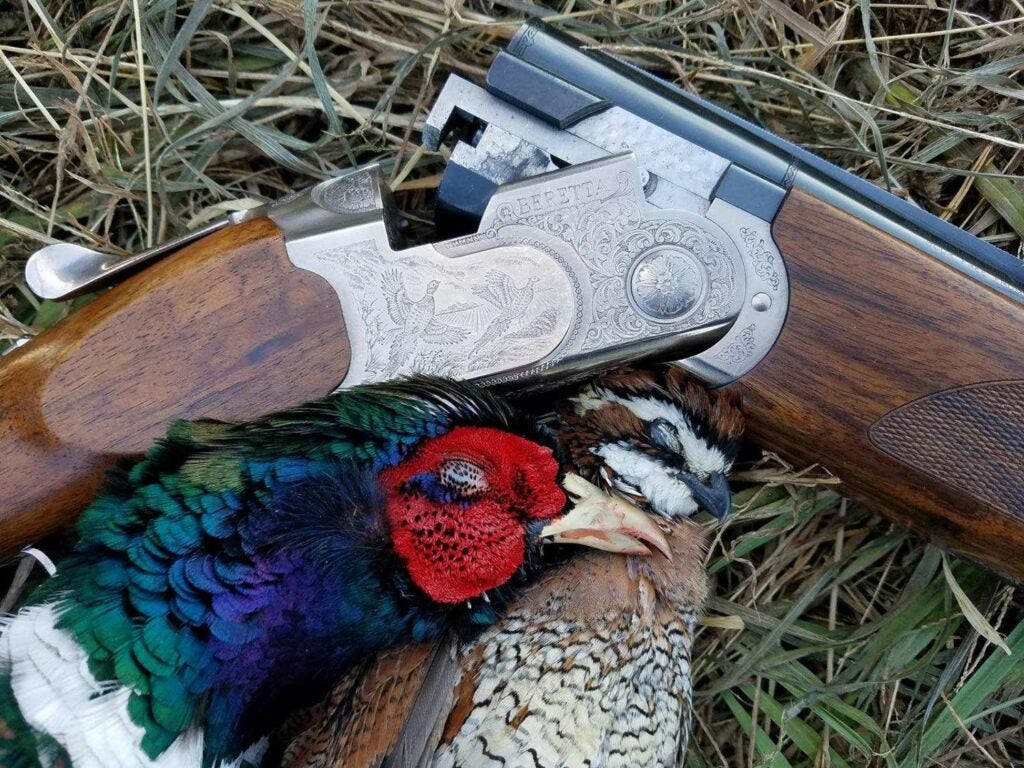 Beretta Silver Pidgeon III with a rooster pheasant and quail.