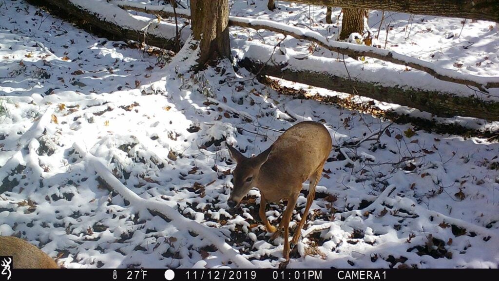 Trail camera photo of a buck walking through snowy woods.