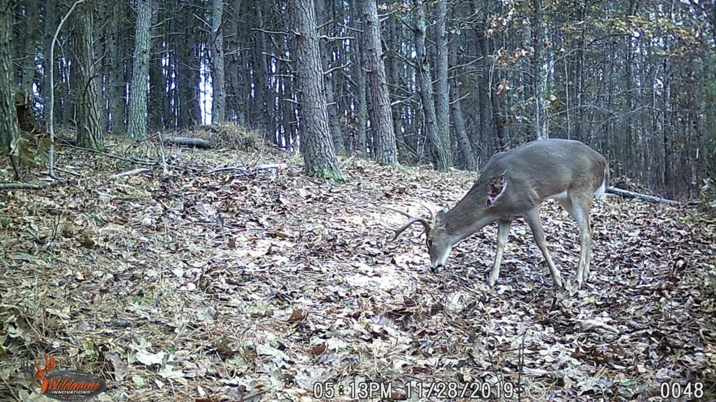 Trail camera photo of a wounded deer.
