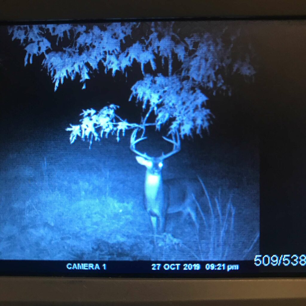 Trail cam photo of a large whitetail buck.