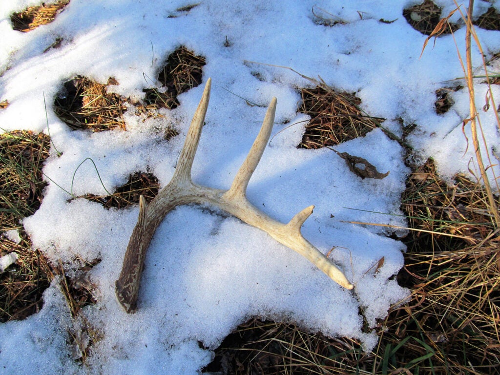 A shed antler in the snow.