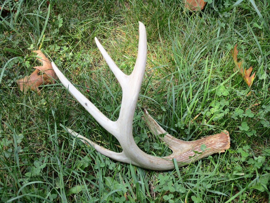 A shed antler in grass and clover.