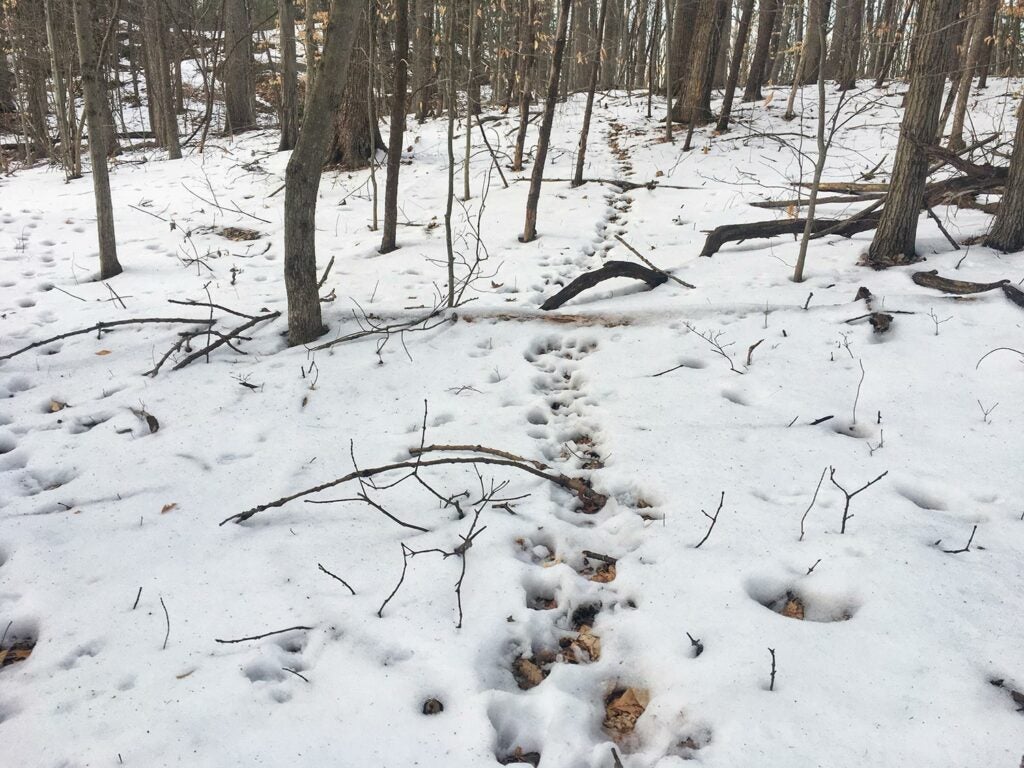 This heavily used trail reveals how deer move through your property.