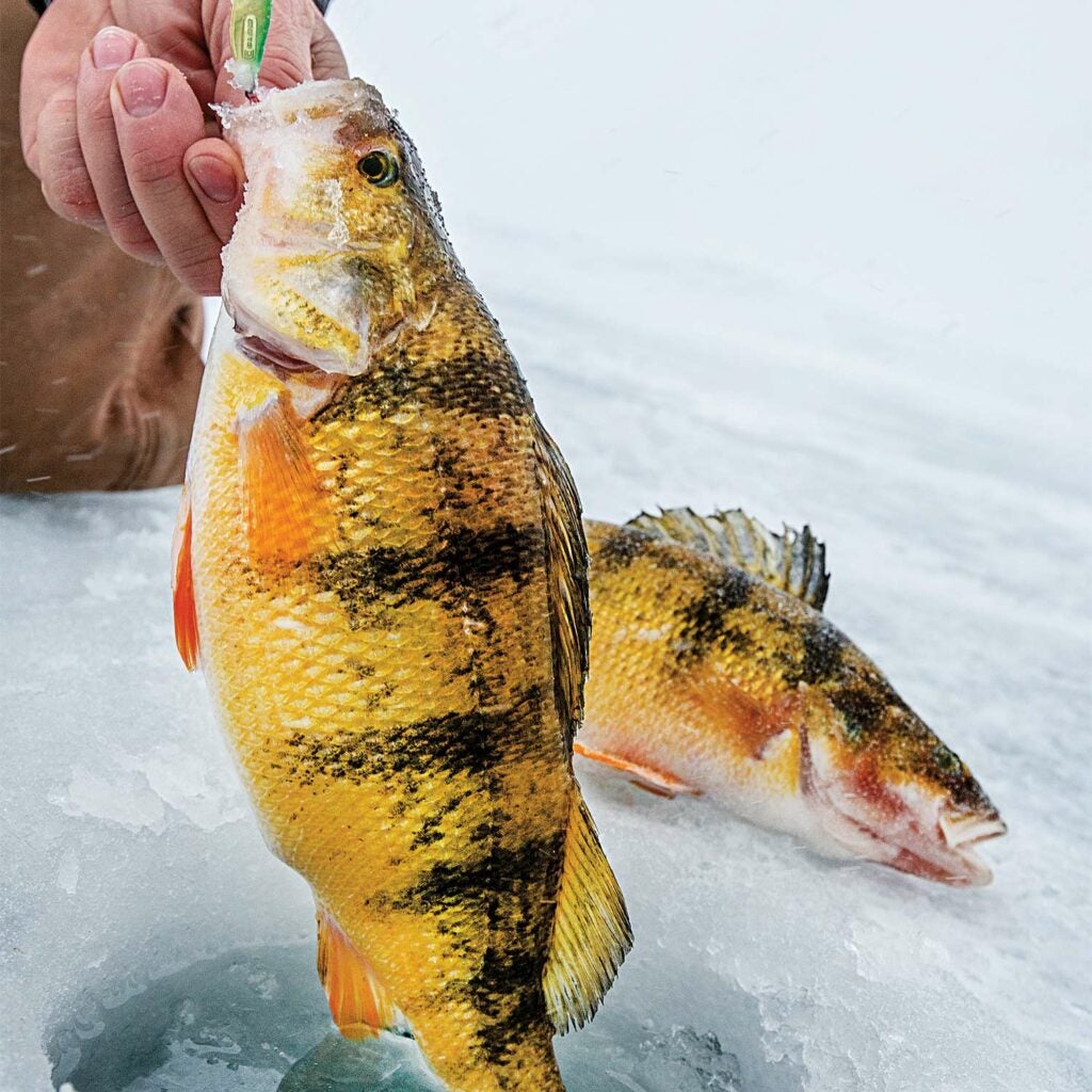 An angler pulling a yellow perch from an ice fishing hole.