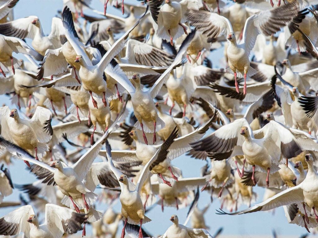 A large flock of snow geese.