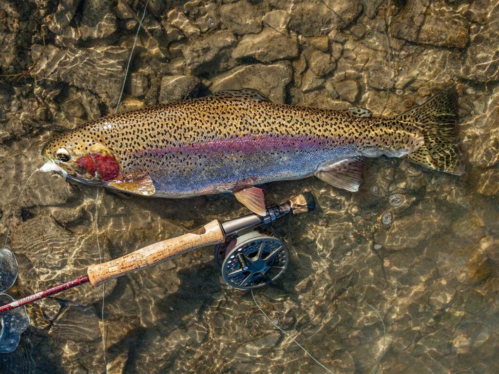 A rainbow trout next to a fly rod.