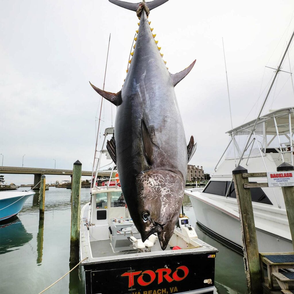 A large bluefin tuna.