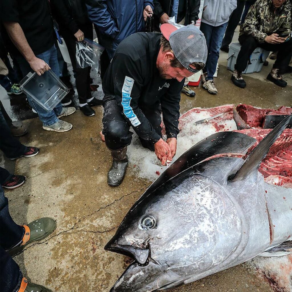 Hiles makes short work of cutting up the record-breaking tuna as onlookers watch.