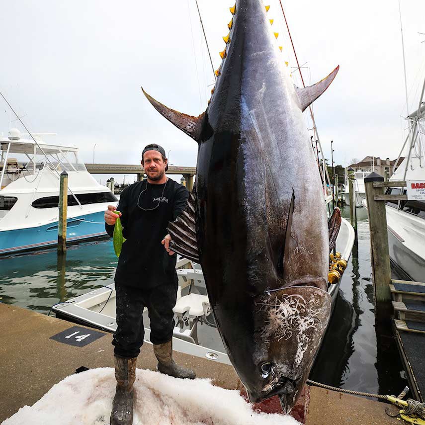 Man standing next to a giant bluefin tuna.
