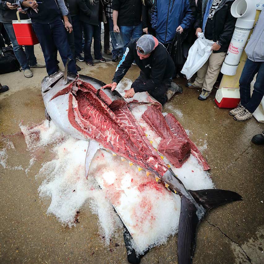 Man carving a bluefin tuna.