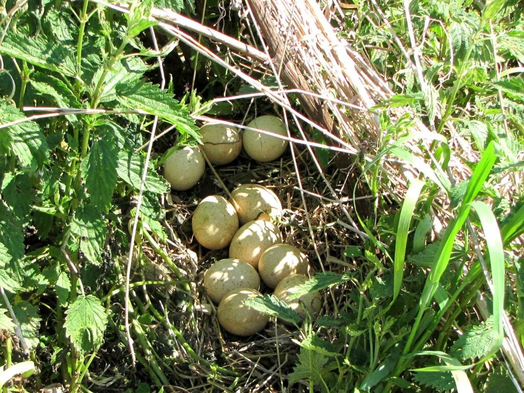 A nest of turkey eggs.