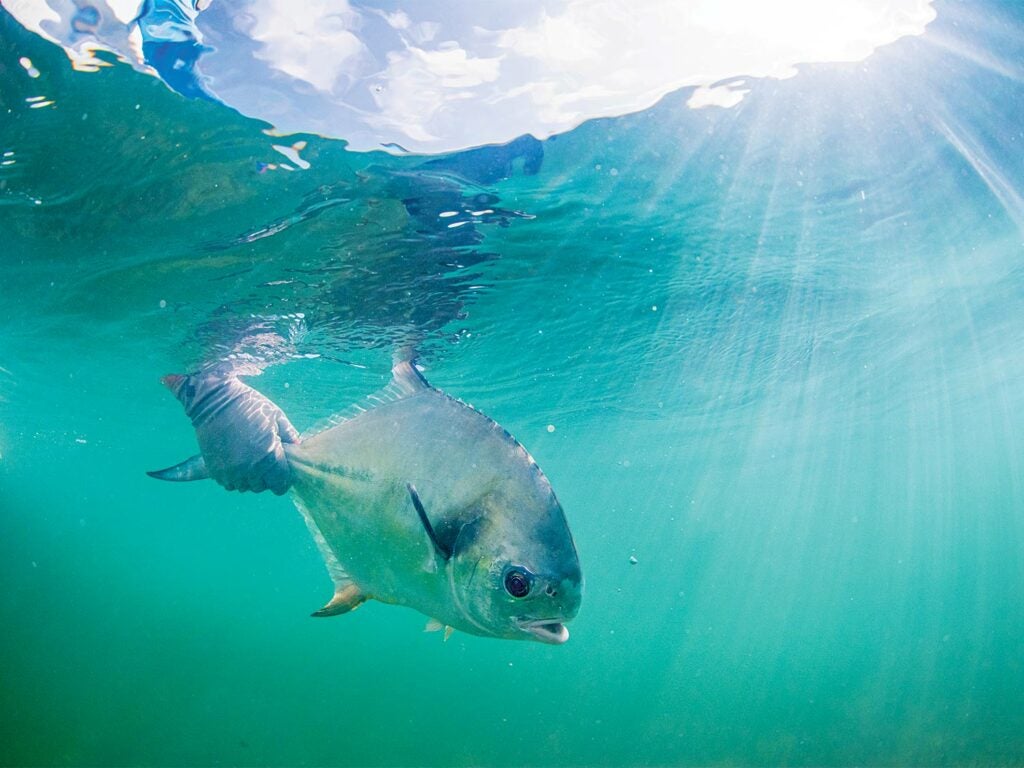 A small permit fish underwater.